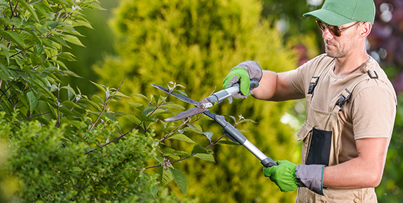 Les outils pour tailler