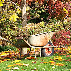 Vie à l'automne de mon jardin