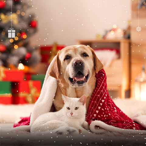 Pour le bonheur des animaux